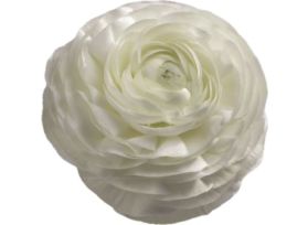 Ranunculus - white