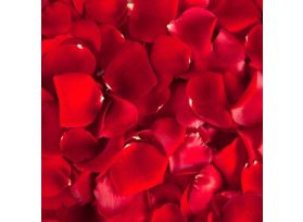 Rose Petals Red - 1000 petals