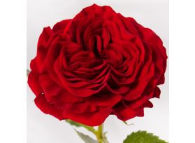Garden Rose Mayra Red