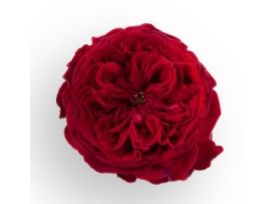 Garden Rose Tess