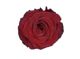 Red Rose Red Paris