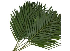 Robelini Palm