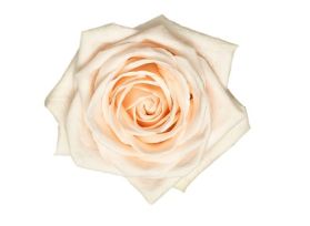 Cream Rose Soul