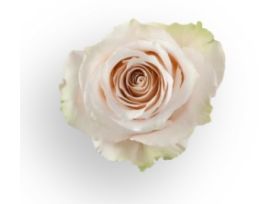 Rose Ivory Lady Eva