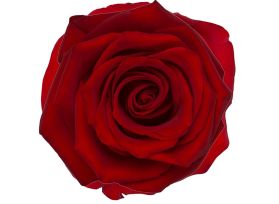 Red Rose Explorer