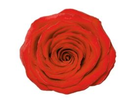 Orange Rose Nina