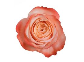 Peach Rose Kahala