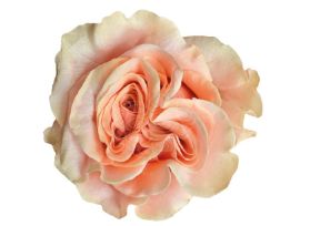 Peach Rose Phoenix