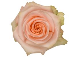 Peach rose Tiffany