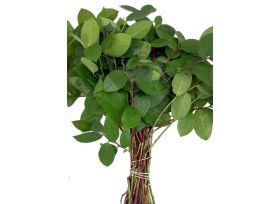 Salal