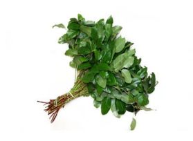 Salal tips