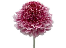 Scabiosa Cotton Candy