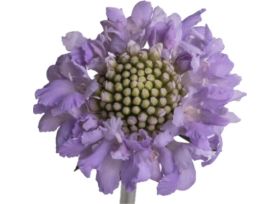 Scabiosa Lavender