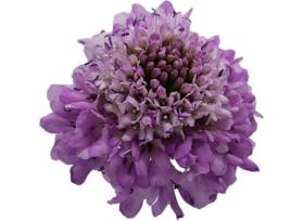 Scabiosa Lilac