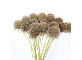 Scabiosa Pods