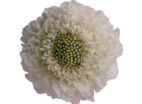 Scabiosa white