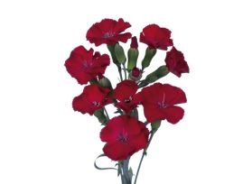 Solomio - Burgundy