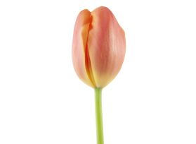 Standard Tulips - orange