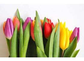 Stadard Tulips Assorted
