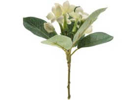 Stephanotis