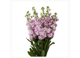 Stock Double Lavender