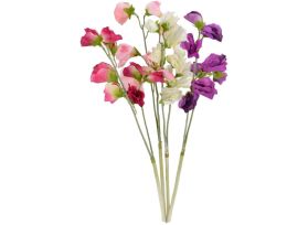 Sweet Peas