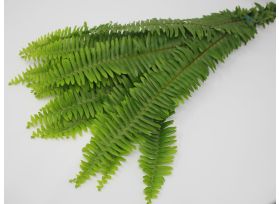 Sworn Fern