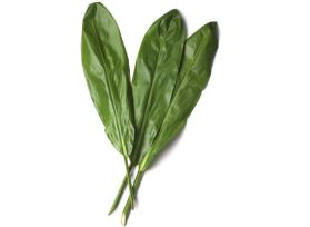 Ti Leaves Green