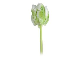 Tulip Parrot super Parrot