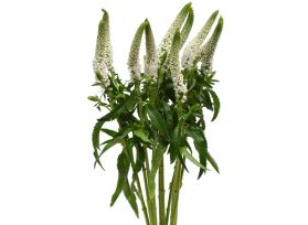 Veronica - white