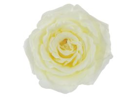 Garden Rose Vitality