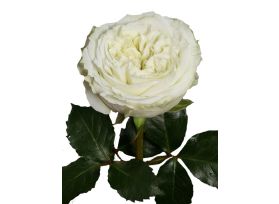 Garden Rose Mayra White