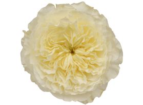 Garden Rose Patience