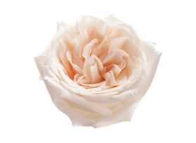 Garden Rose White O'Hara